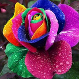 100 Seeds Rare Holland Rainbow Rose Flower