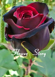 20 Rare Black Rose With Red Edge Seeds