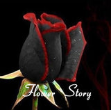 20 Rare Black Rose With Red Edge Seeds