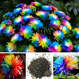 20 Rare Rainbow Chrysanthemum Flower Seeds