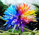 20 Rare Rainbow Chrysanthemum Flower Seeds