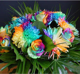 20 Rare Rainbow Chrysanthemum Flower Seeds
